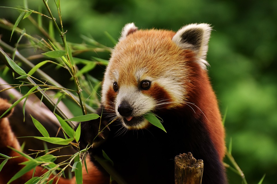 The Red Panda – How It Works
