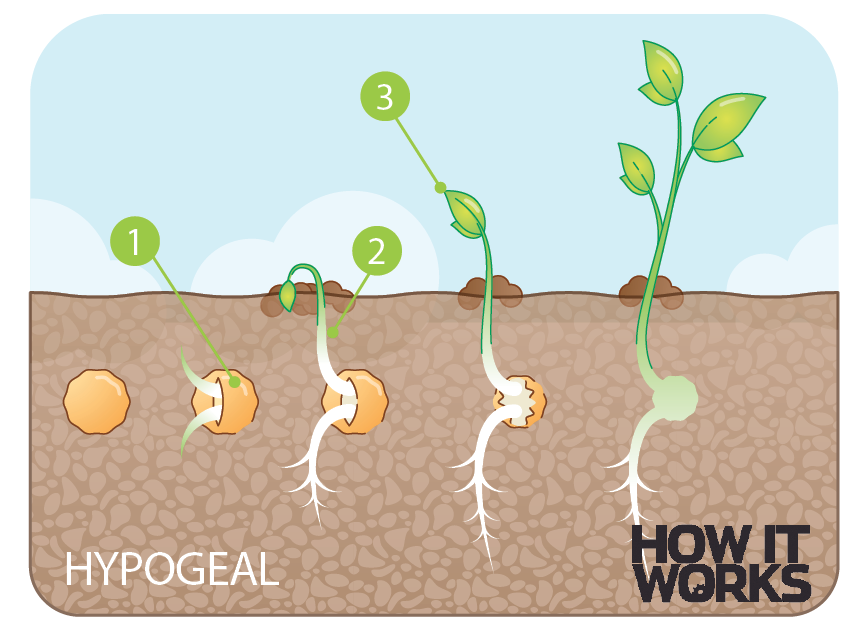 Hypogeal germination. Seed germination Cross Section. Seed набор Seed Sand. Underground Seed germination.. Grow while