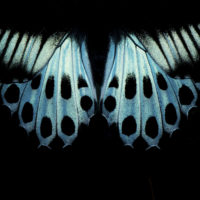 Blue Mormon Butterfly by Pratik Pradhan