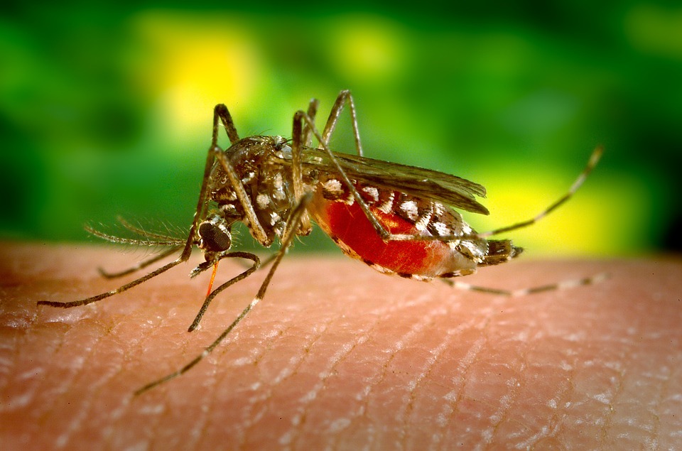 World Mosquito Day How do mosquitoes track down our blood? How It Works