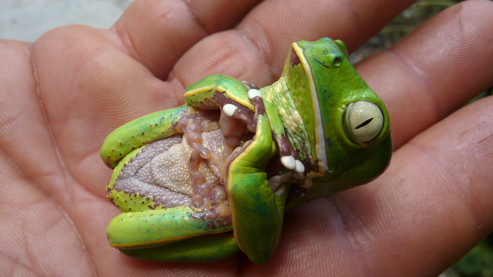 Why do animals play dead? How It Works