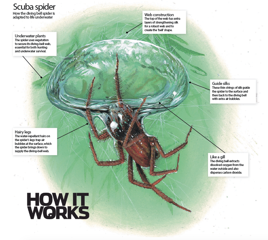 How these spiders use bubbles to live underwater