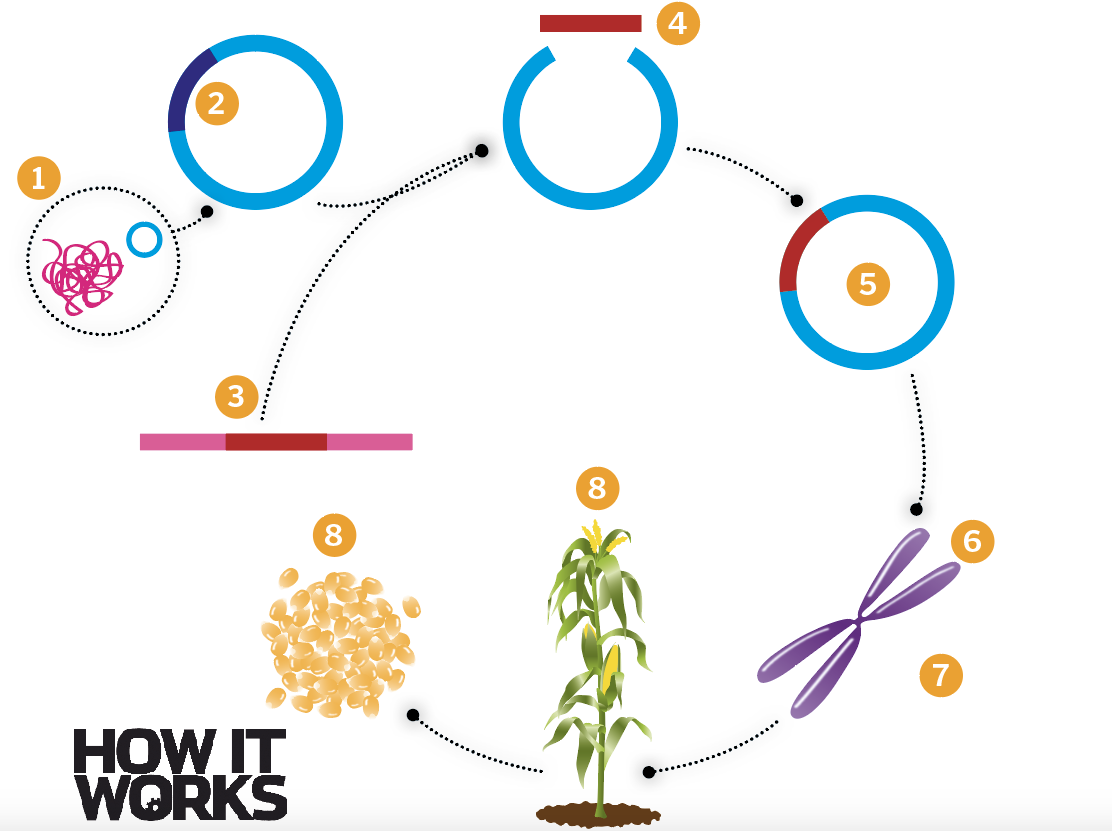 What are genetically modified organisms (GMOs)? – How It Works