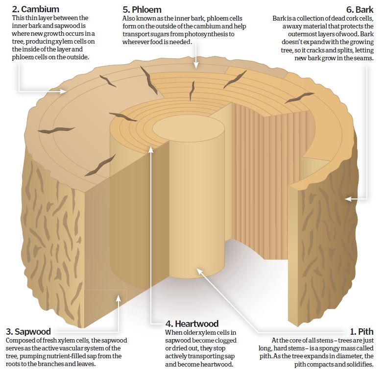 How do tree rings work? – How It Works