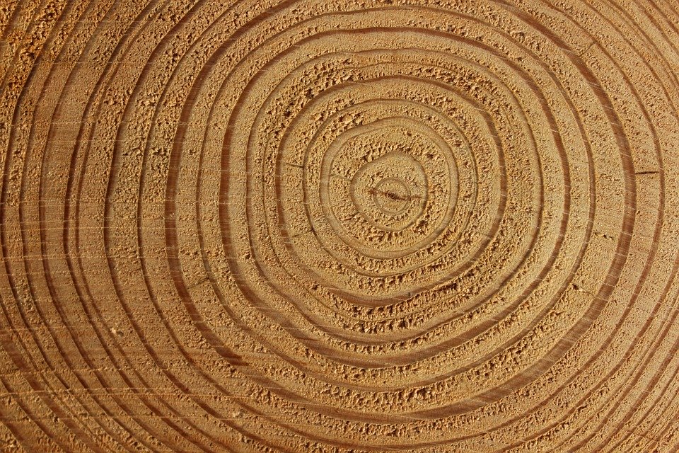 how does tree ring dating work