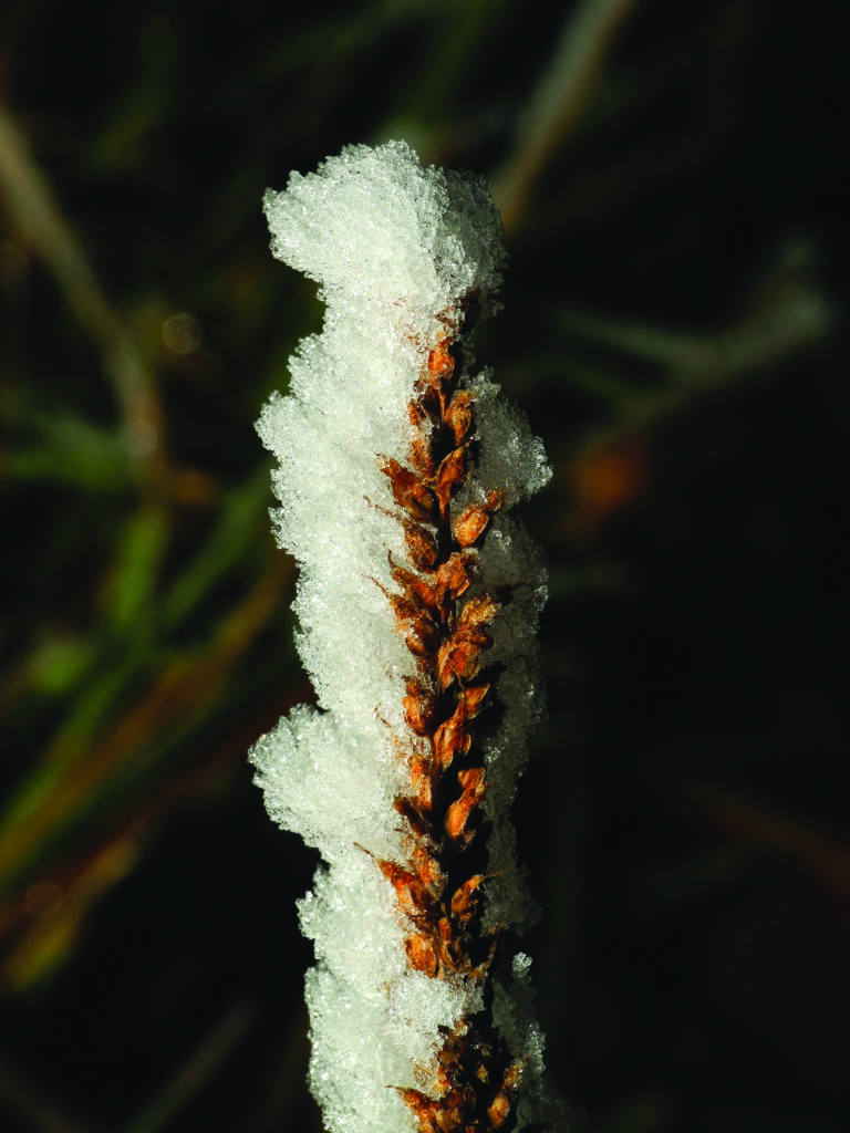 What are the different types of frost? How It Works