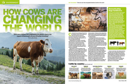 hiw134_cows