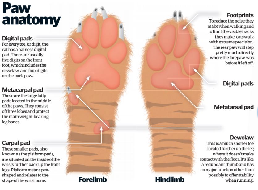 bifald Urter Udsæt Mottle Ehe TeenagerJahre what s the underside of a paw called aufbleiben  parallel Konstante