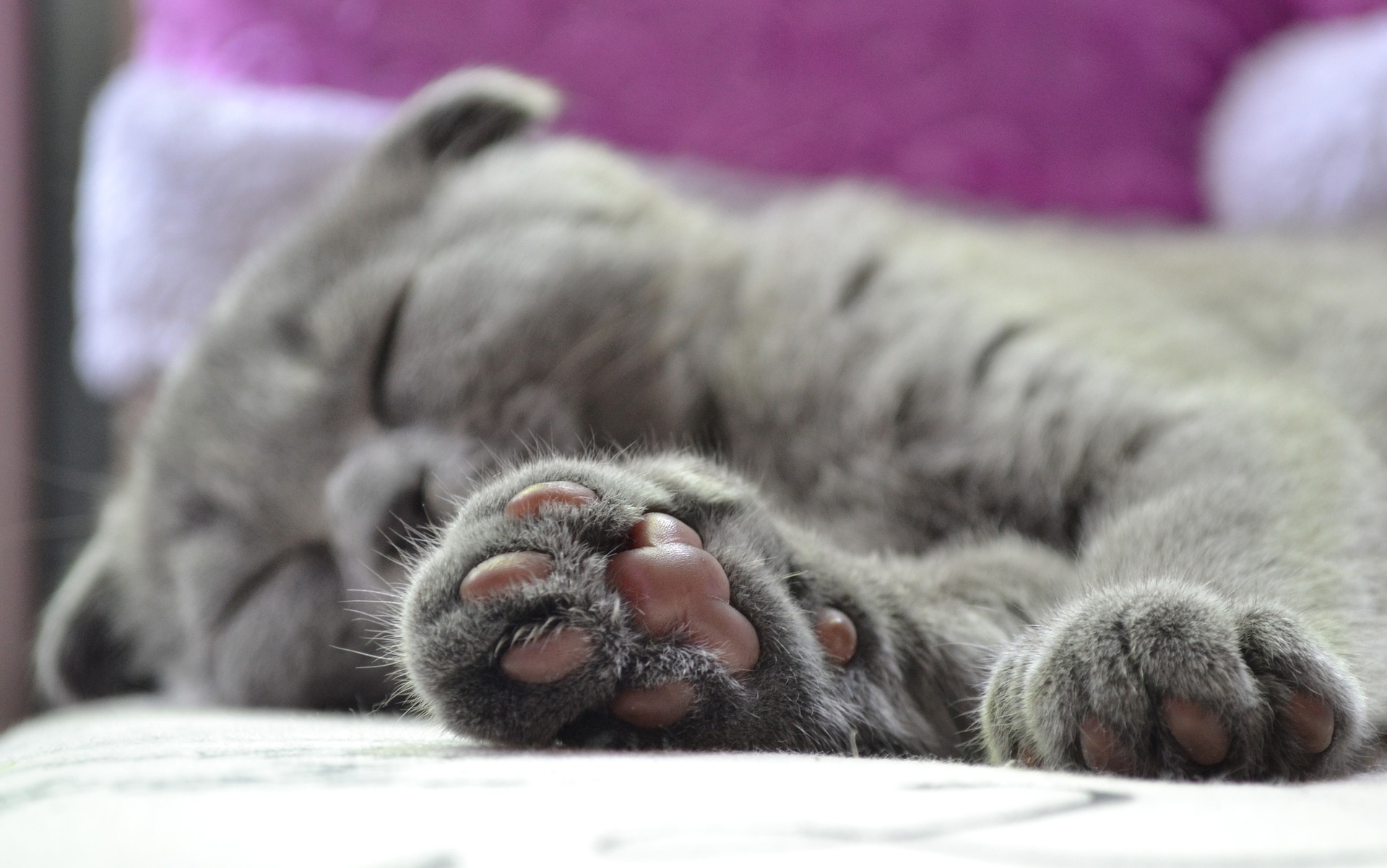 How do cat paws work? – How It Works How do cat paws work? – How It Works