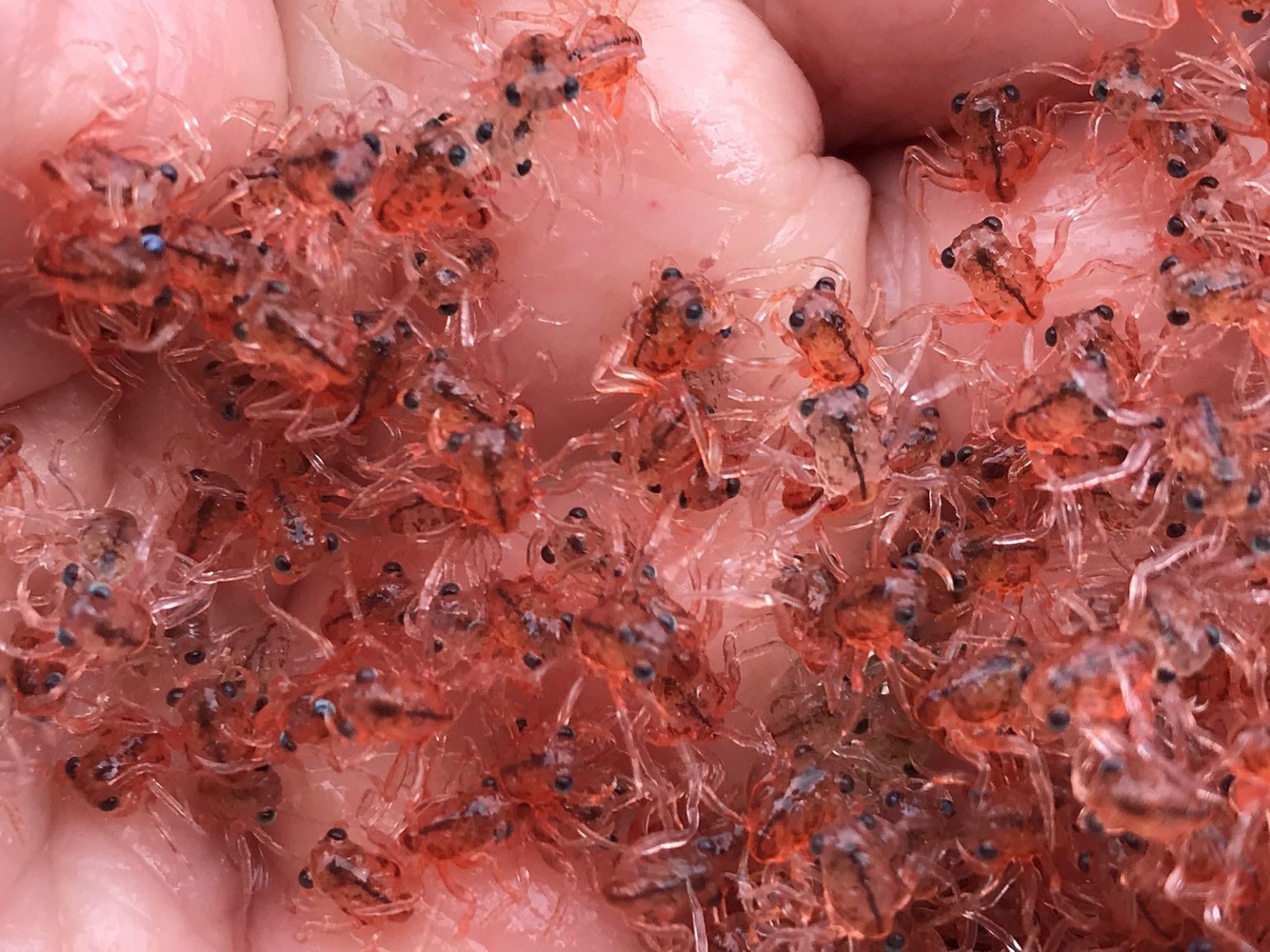 The crab migration on Christmas Island – How It Works