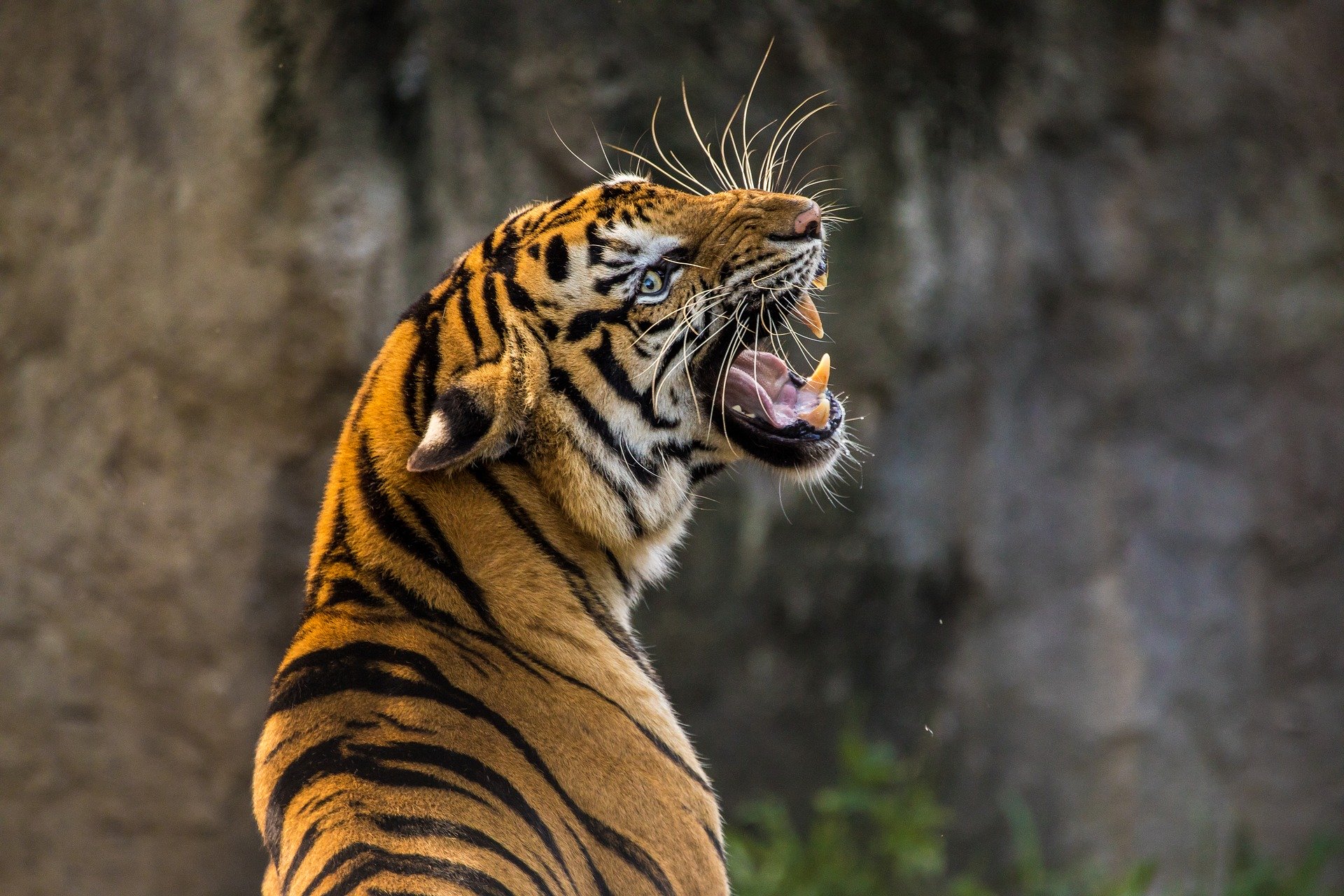 How do tigers hunt? How It Works