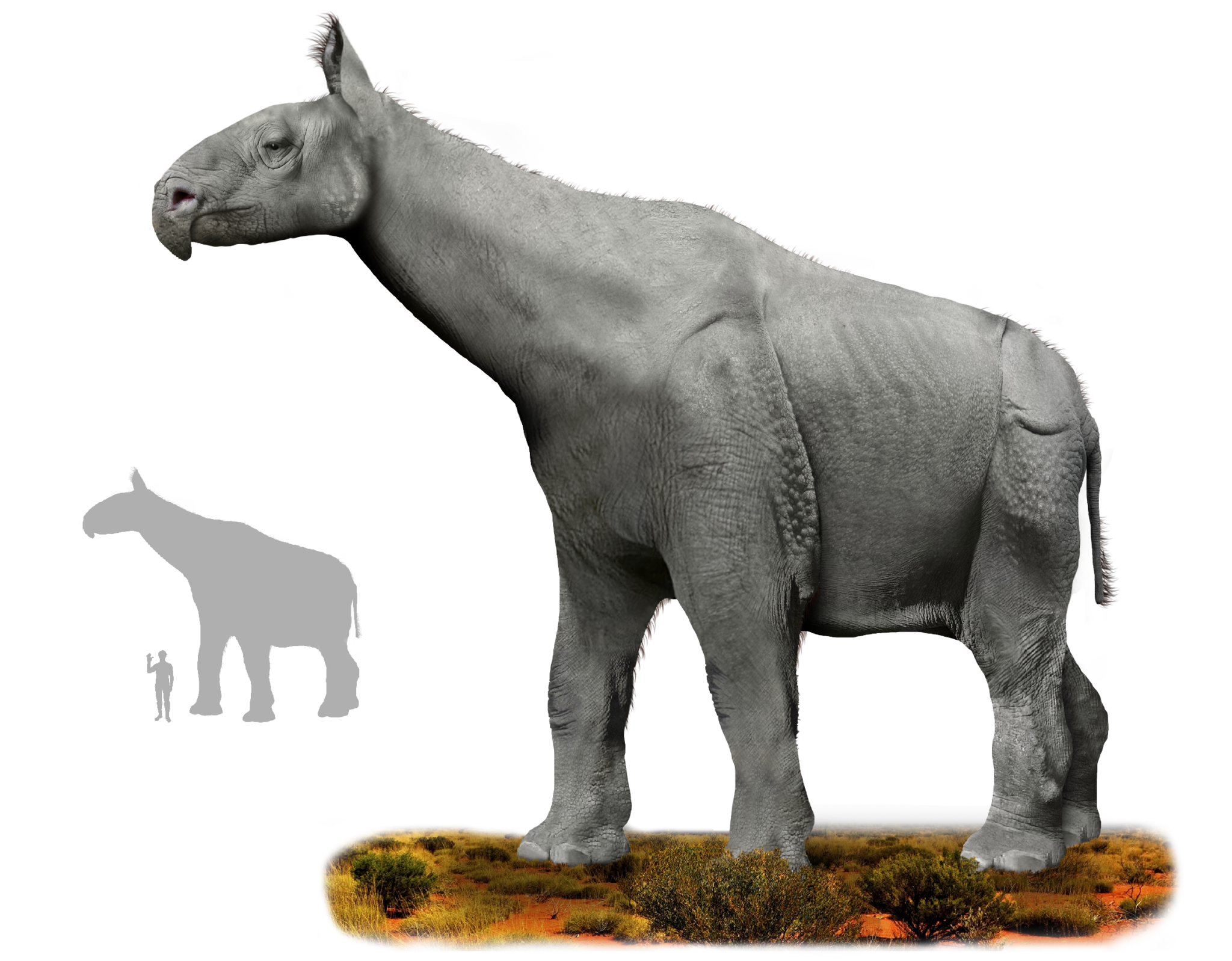 Giant rhino ancestors – How It Works