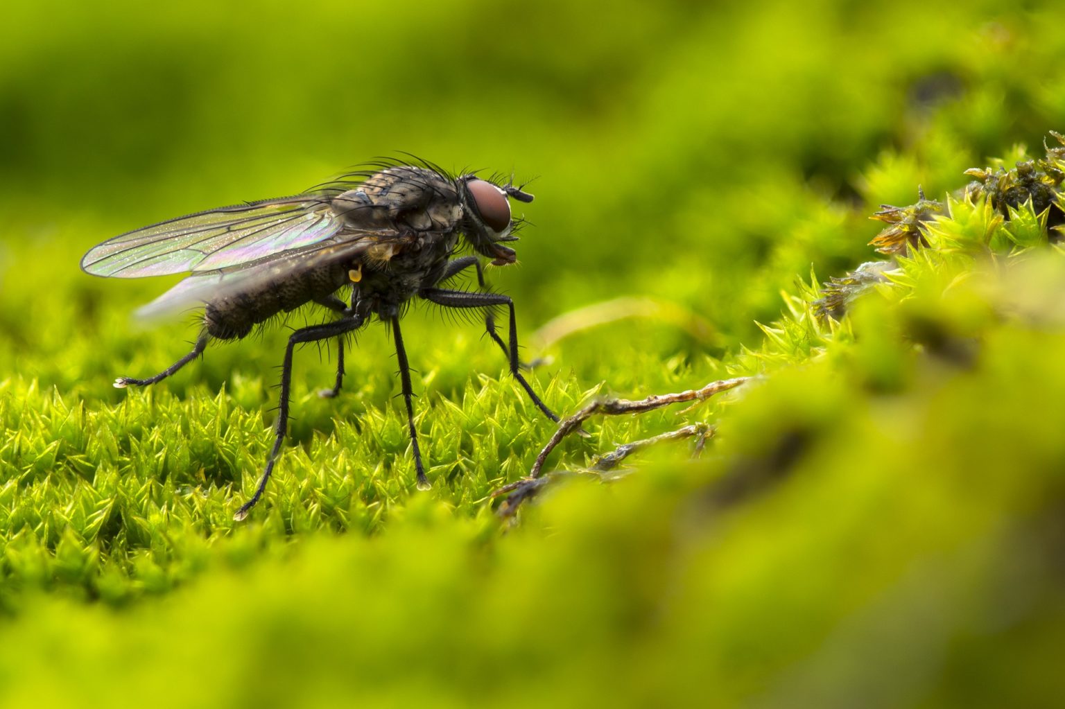 Why do flies buzz? How It Works