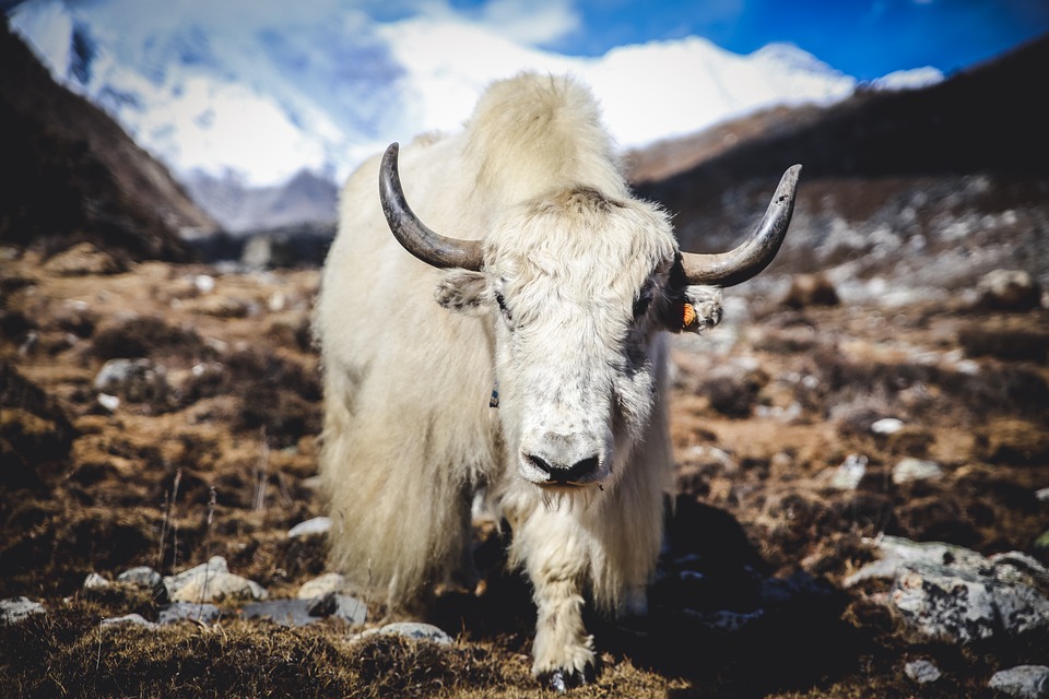 The animals of the Himalayas – How It Works