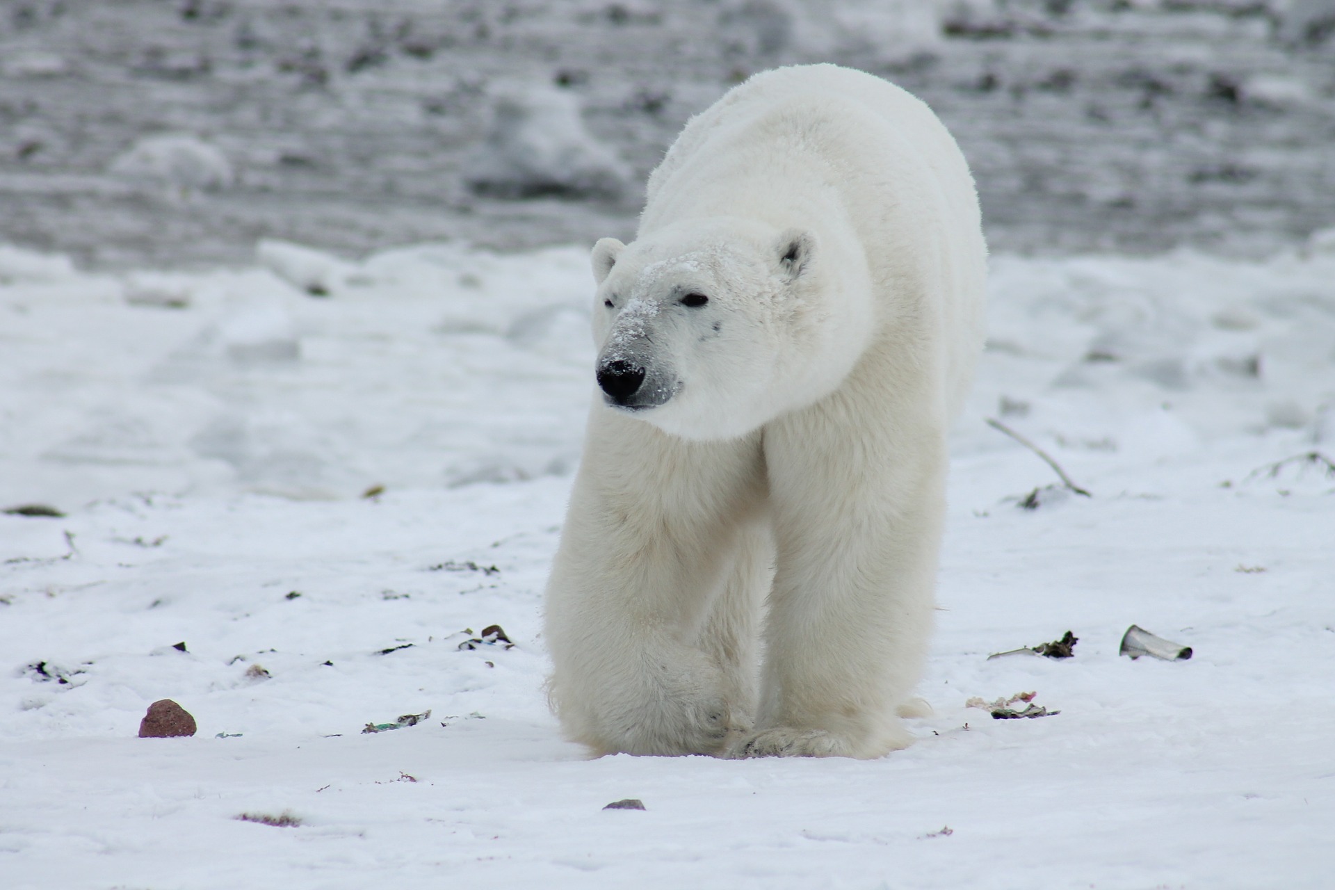 Surprising Polar Bear Facts About the King of the Arctic