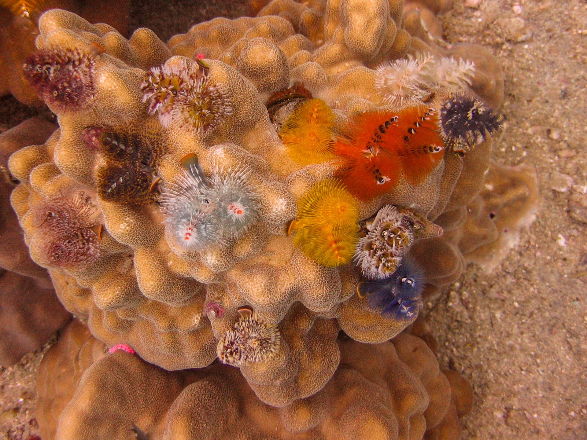 meet-the-christmas-tree-worm-how-it-works