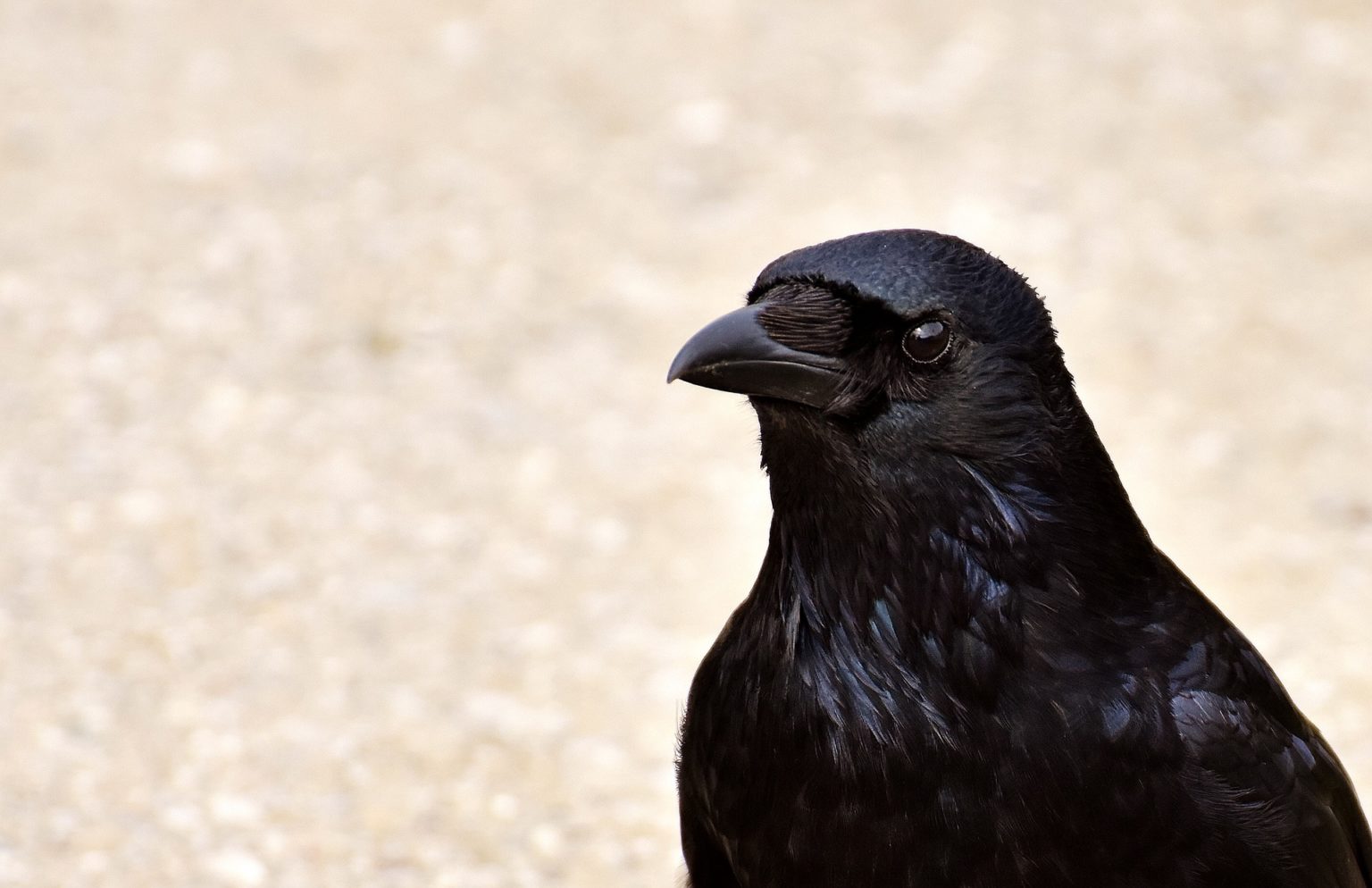 Why are crows attracted to shiny things? – How It Works