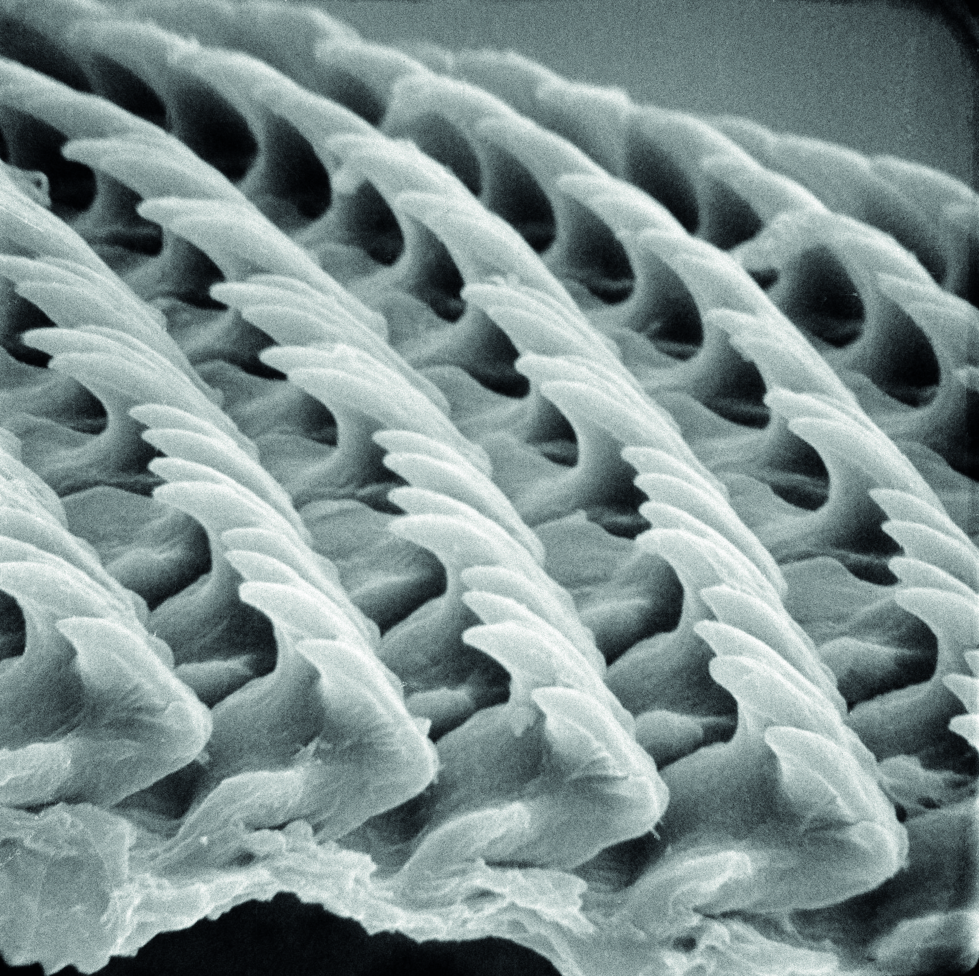Язык моллюсков. Радула виноградной улитки. Радула улитки под микроскопом. Моллюски Радула. Радула виноградной улитки под микроскопом.