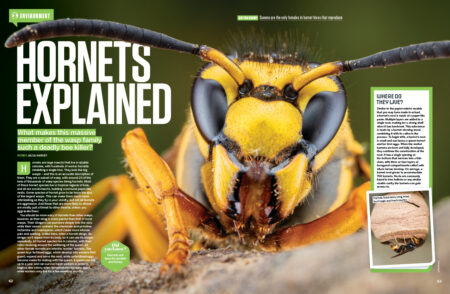 hiw207_hornet