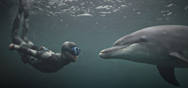 A freediver face-to-face with a dolphin underwater
