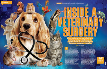 hiw216_vets