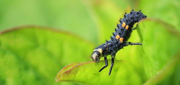 You said: write alt text for this quizAn alligator-like ladybug larva, with a spiky black body and bright orange spots, crawls along the edge of a vibrant green leaf.