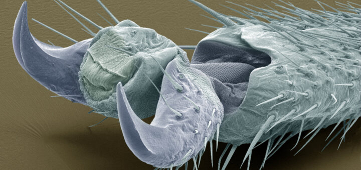 Colorized scanning electron micrograph close-up of the tip of an insect or arachnid leg against a brownish background. The leg structure is light blue-gray, covered in sharp, spiky sensory hairs, and terminates in two prominent, curved sharp claws with a cushioned adhesive pad nestled between them.