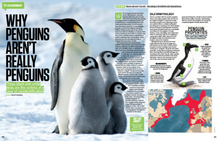 hiw220_penguin