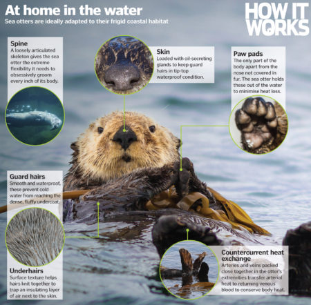 How do sea otters stay warm?