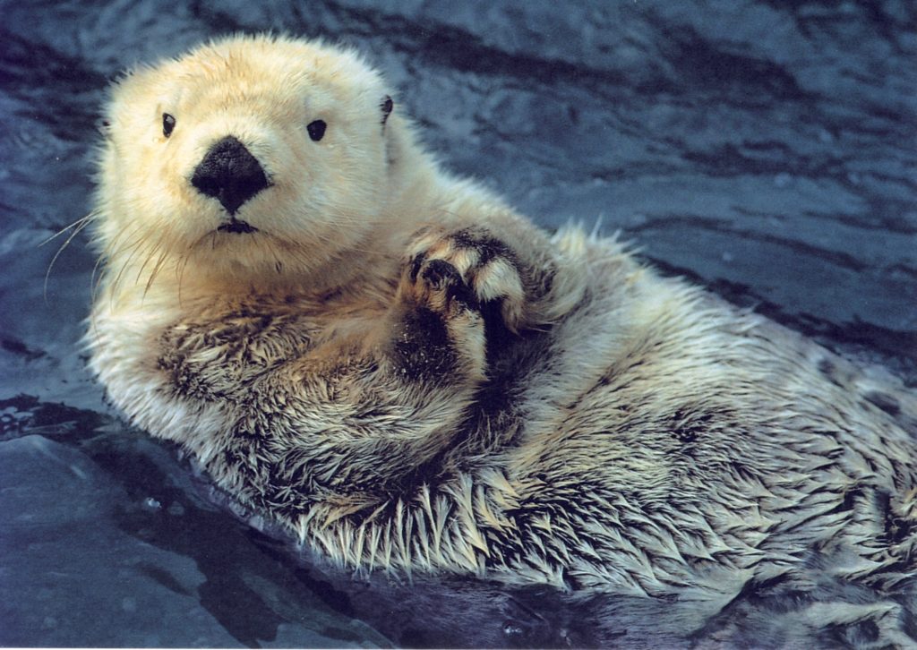 How do sea otters keep warm? – How It Works
