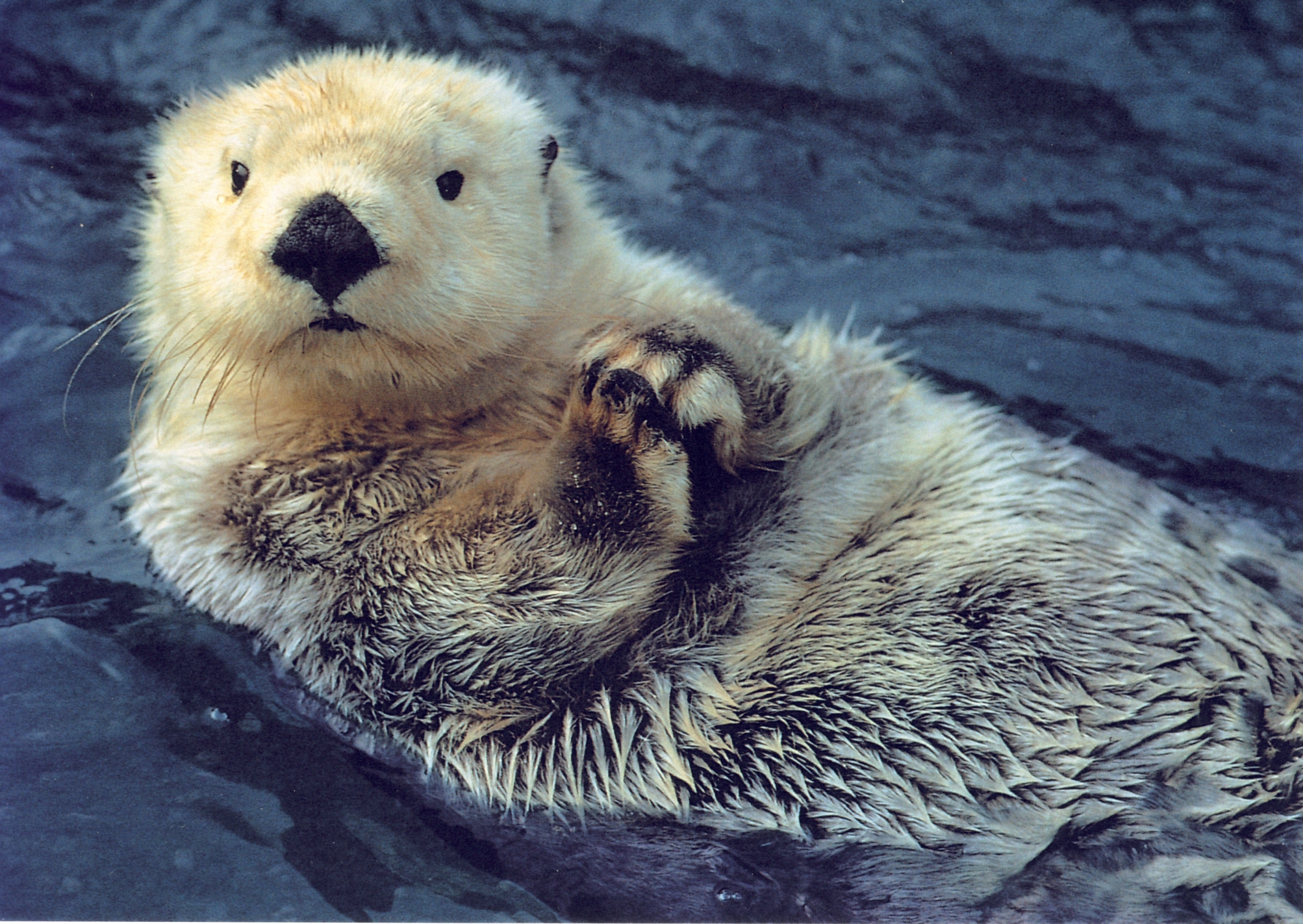 Otter Free Stock Photo - Public Domain Pictures