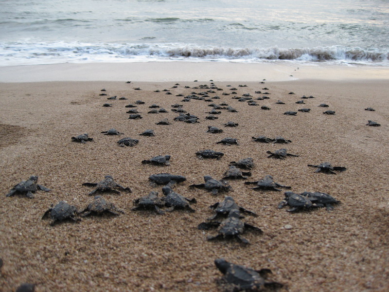 baby-sea-turtles-heading-toward-the-ocean-2